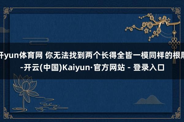 开yun体育网 你无法找到两个长得全皆一模同样的根雕-开云(中国)Kaiyun·官方网站 - 登录入口